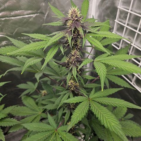Purplematic CBD Automatic growlog timeline photo