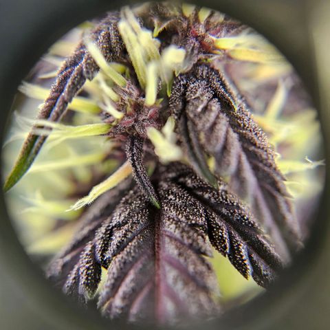 Purplematic CBD Automatic growlog timeline photo