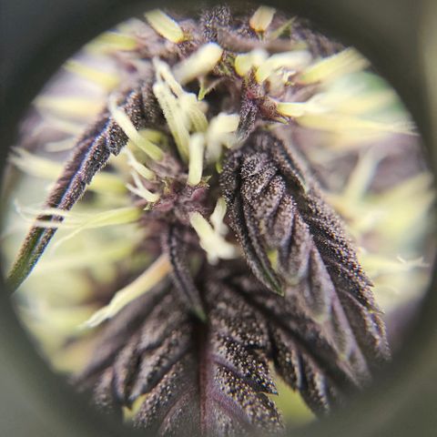 Purplematic CBD Automatic growlog timeline photo