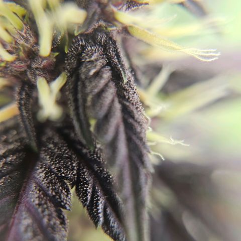 Purplematic CBD Automatic growlog timeline photo