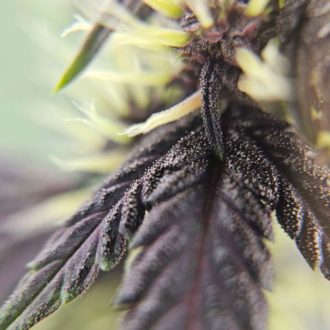 Purplematic CBD Automatic growlog timeline photo