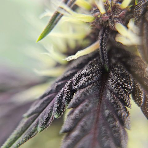 Purplematic CBD Automatic growlog timeline photo