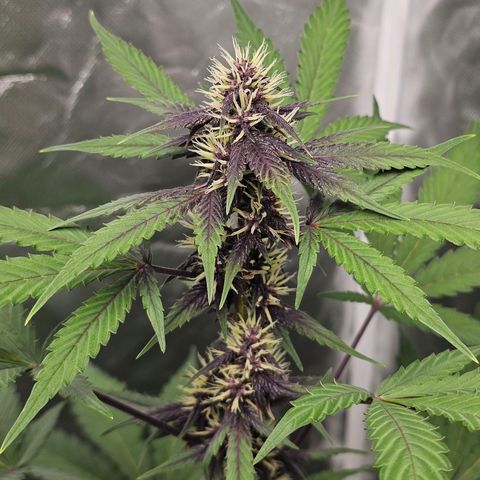 Purplematic CBD Automatic growlog timeline photo