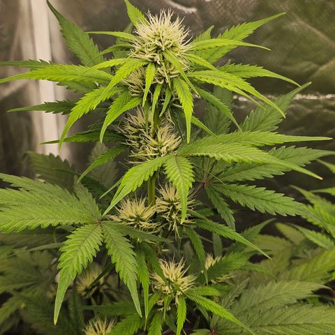 Triple G Automatic growlog timeline photo