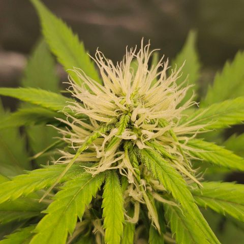 Triple G Automatic growlog timeline photo
