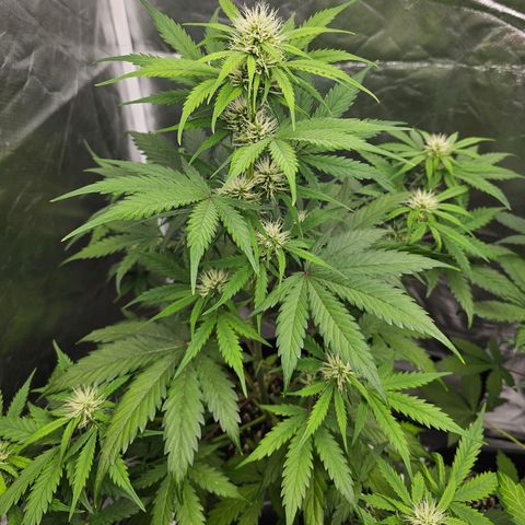 Triple G Automatic growlog timeline photo