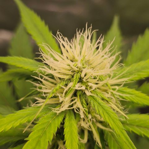 Triple G Automatic growlog timeline photo