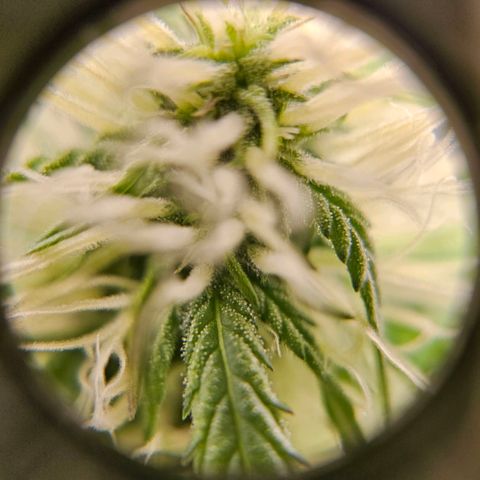 Triple G Automatic growlog timeline photo
