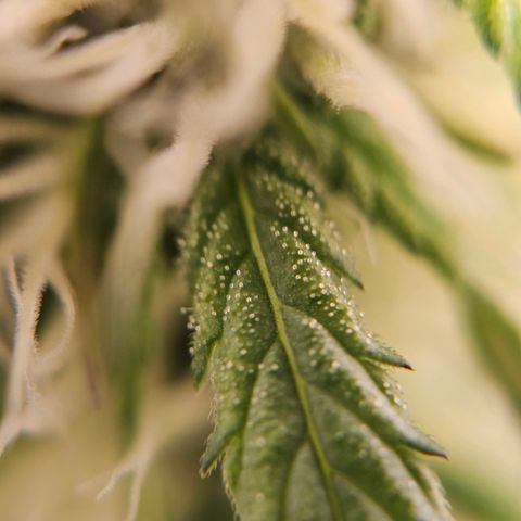 Triple G Automatic growlog timeline photo