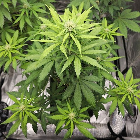 Royal Critical Automatic growlog timeline photo