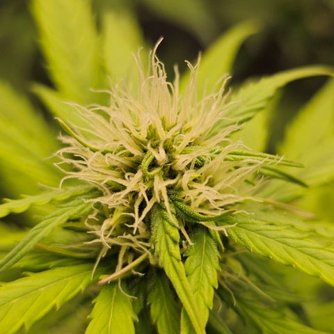 Royal Critical Automatic growlog timeline photo