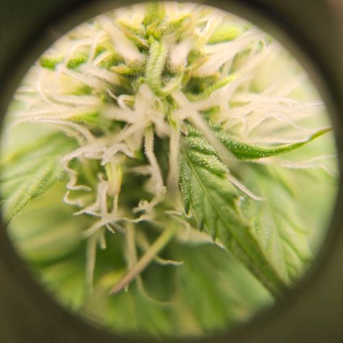 Royal Critical Automatic growlog timeline photo