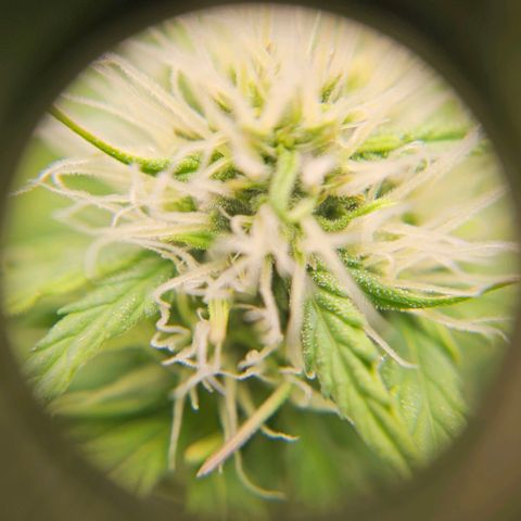 Royal Critical Automatic growlog timeline photo