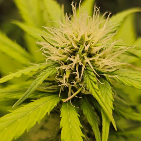 Royal Critical Automatic growlog timeline photo