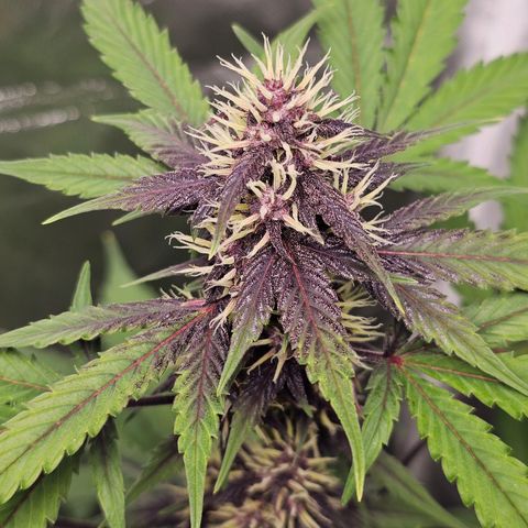 Purplematic CBD Automatic growlog timeline photo