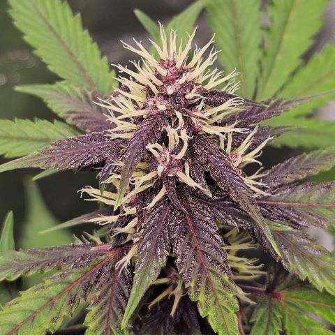 Purplematic CBD Automatic growlog timeline photo