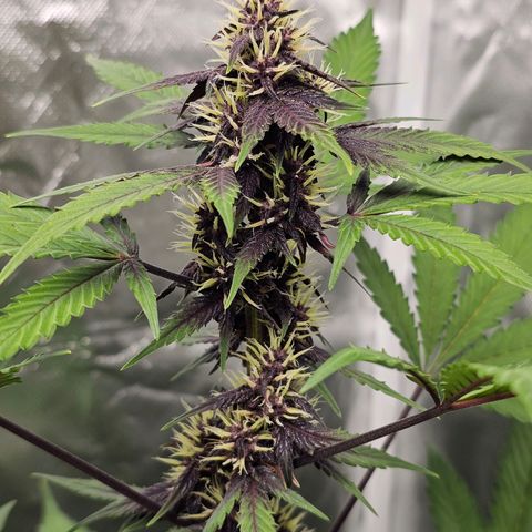 Purplematic CBD Automatic growlog timeline photo