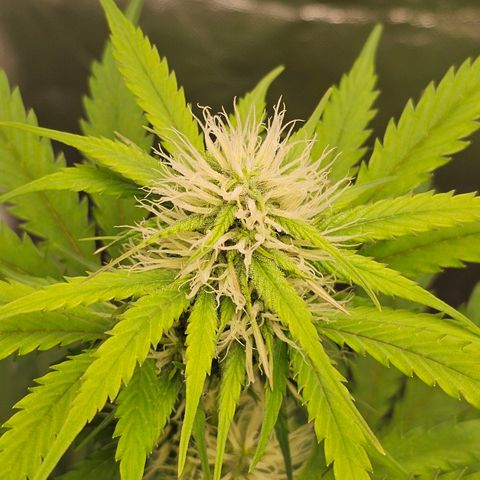 Triple G Automatic growlog timeline photo