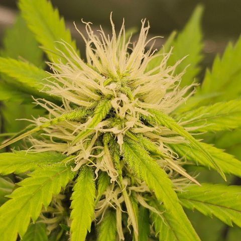 Triple G Automatic growlog timeline photo