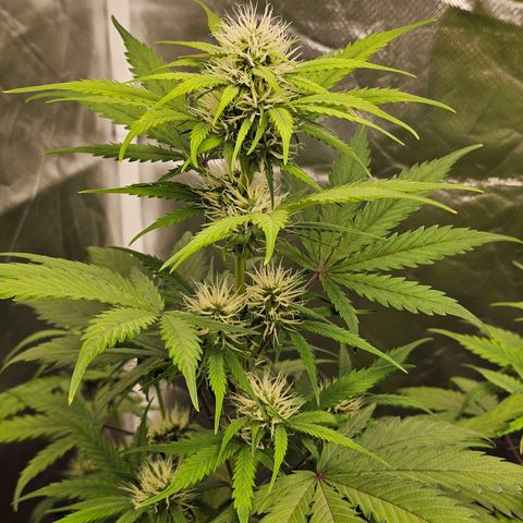 Triple G Automatic growlog timeline photo