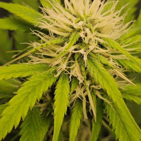 Triple G Automatic growlog timeline photo