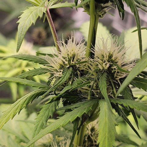 Royal Critical Automatic growlog timeline photo