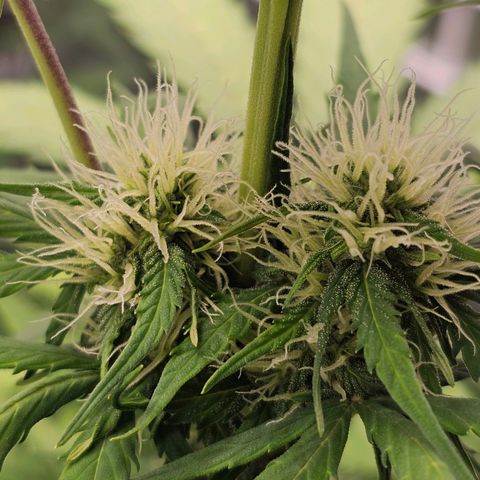 Royal Critical Automatic growlog timeline photo