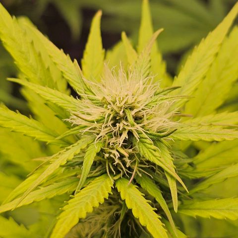 Royal Critical Automatic growlog timeline photo