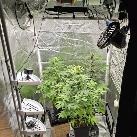 Royal Critical Automatic growlog photo: Mitte vorne