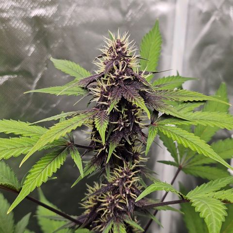 Purplematic CBD Automatic growlog timeline photo