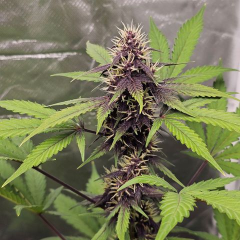 Purplematic CBD Automatic growlog timeline photo