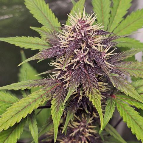 Purplematic CBD Automatic growlog timeline photo