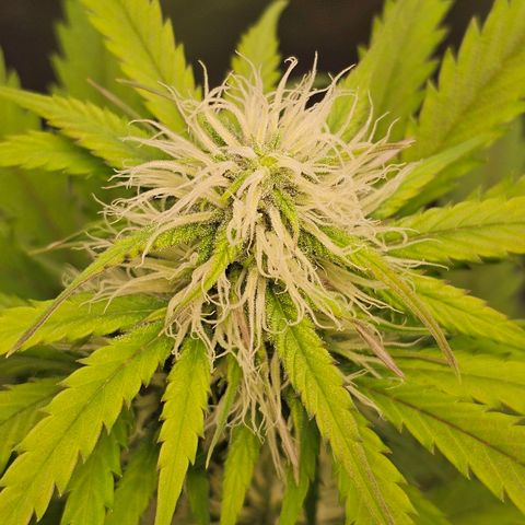 Triple G Automatic growlog timeline photo
