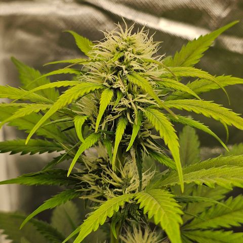 Triple G Automatic growlog timeline photo