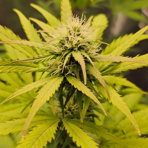 Royal Critical Automatic growlog timeline photo
