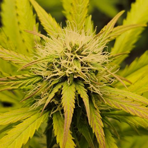 Royal Critical Automatic growlog timeline photo