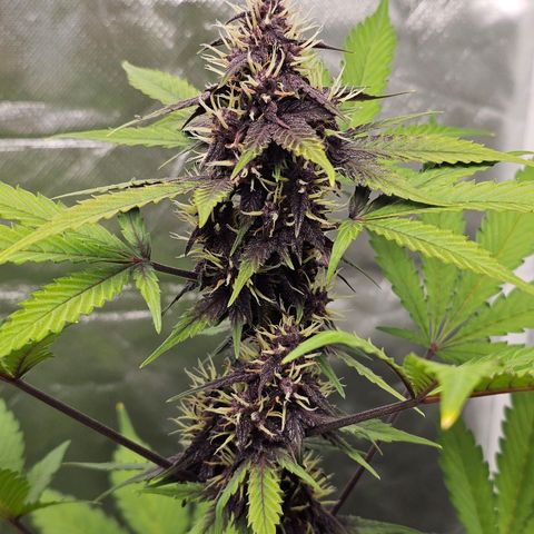 Purplematic CBD Automatic growlog timeline photo