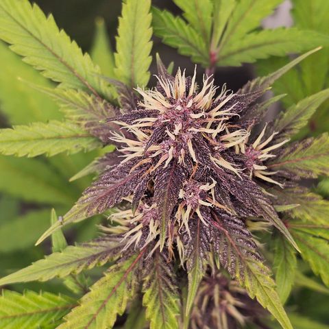 Purplematic CBD Automatic growlog timeline photo