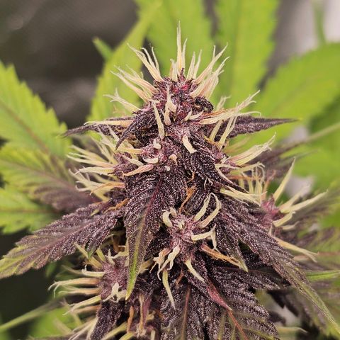 Purplematic CBD Automatic growlog timeline photo