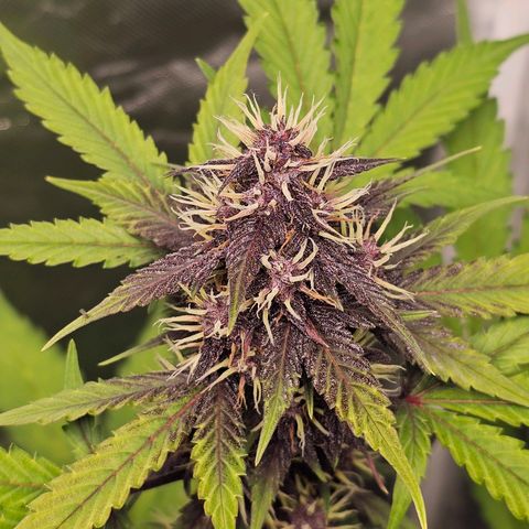 Purplematic CBD Automatic growlog timeline photo