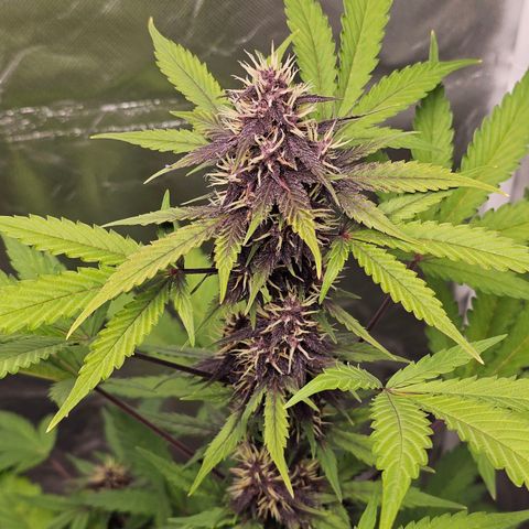 Purplematic CBD Automatic growlog timeline photo