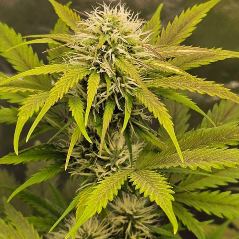 Triple G Automatic growlog timeline photo
