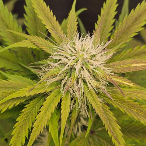 Triple G Automatic growlog timeline photo