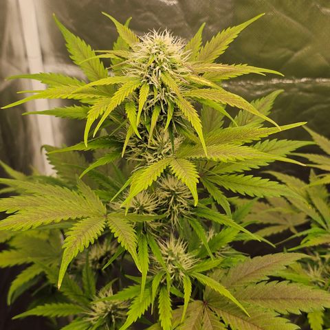 Triple G Automatic growlog timeline photo