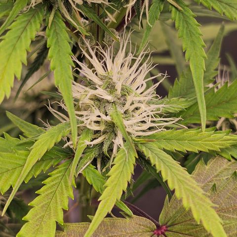Triple G Automatic growlog timeline photo