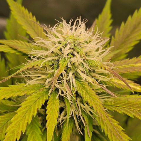 Triple G Automatic growlog timeline photo