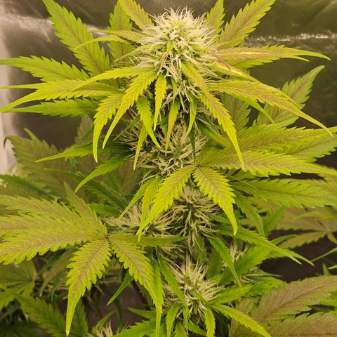 Triple G Automatic growlog timeline photo