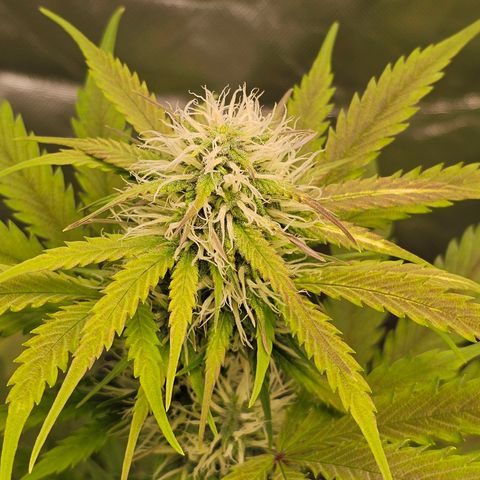 Triple G Automatic growlog timeline photo