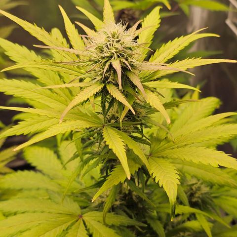 Royal Critical Automatic growlog timeline photo