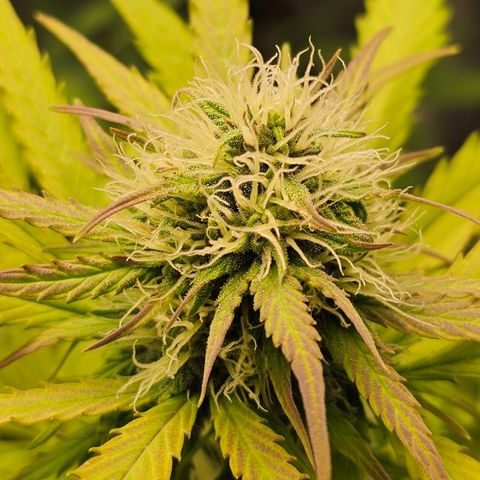Royal Critical Automatic growlog timeline photo
